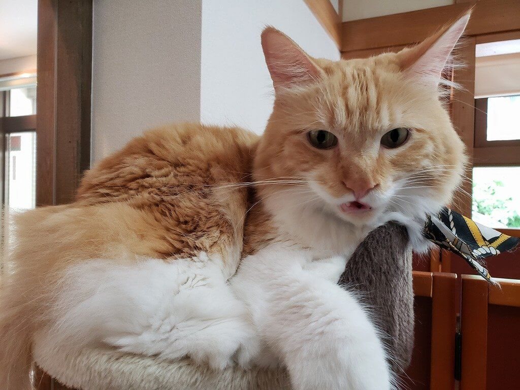 【お店紹介】猫cafeにゃんそーれ